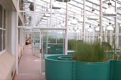 vegetation in aquatic lab
