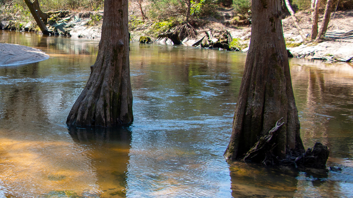 cypress trees in river